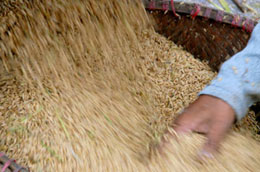 Vụ đông xuân năm nay đồng bằng sông Cửu Long được mùa lúa.