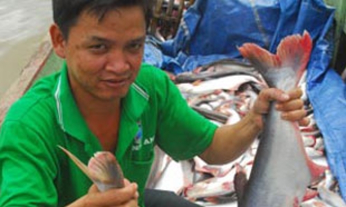 Có thể xuất khẩu 70.000 tấn cá tra sang Nga trong năm 2009