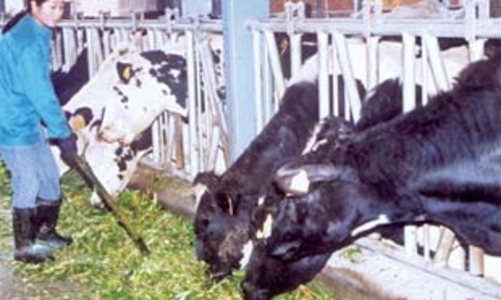 Khi sữa rẻ hơn nước suối