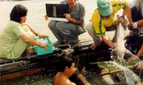 Lại chuyện thiếu cá tra nguyên liệu!