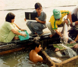 Theo dự báo của VASEP, từ nay cho đến tháng 3/2009, sản lượng cá tra nguyên liệu nuôi ở ĐBSCL sẽ giảm khoảng 40%.