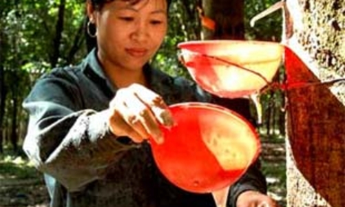 Những lưu ý khi xuất khẩu cao su sang Nhật