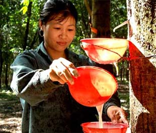 "Hiện nay, Việt Nam đang khuyến khích phát triển cao su tiểu điền, nếu sản xuất chủng loại phù hợp với thị trường Nhật Bản."