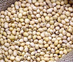 Giá đậu tương sẽ còn tiếp tục tăng trong thời gian tới.