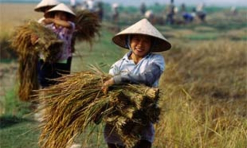 Nông nghiệp tìm cách đối phó khủng hoảng tài chính