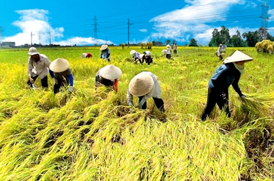 Mức tăng trưởng 4,64% đạt được trong bối cảnh sản xuất nông, lâm nghiệp và thuỷ sản 9 tháng đầu năm 2010 gặp nhiều khó khăn.