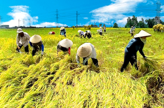 Mức tăng trưởng 4,64% đạt được trong bối cảnh sản xuất nông, lâm nghiệp và thuỷ sản 9 tháng đầu năm 2010 gặp nhiều khó khăn.
