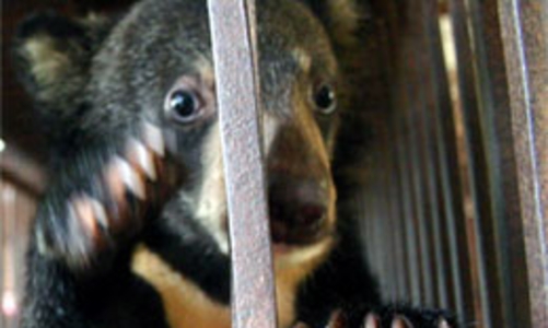 Công bố đường dây nóng về bảo vệ môi trường và động thực vật hoang dã