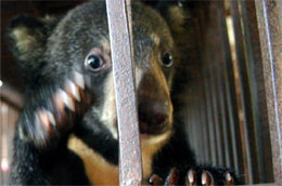 Ở Việt Nam cũng như các nước khác ở Đông Nam Á, các vi phạm về môi trường nói chung và các hoạt động buôn bán động thực vật hoang dã nói riêng đang đẩy nhiều loài đến nguy cơ tuyệt chủng.