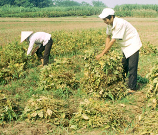 Thân cây đậu nành vò viên xuất khẩu giá 250 USD/tấn (0,25 USD/kg).