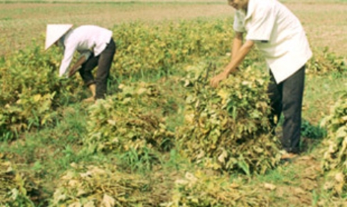 Rác nông nghiệp cũng mang về Đô la