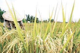 Giá lúa tăng mạnh đã khiến cho nông dân trồng lúa vô cùng phấn khởi, nhưng khi bán rồi thì lại cảm thấy tiếc nuối, nhưng giữ lúa lại chờ giá thì hầu như không người nào dám.