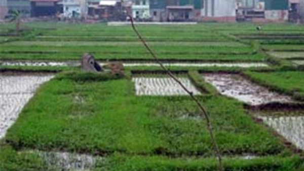 Tích tụ đất đai nhìn từ Quế Võ