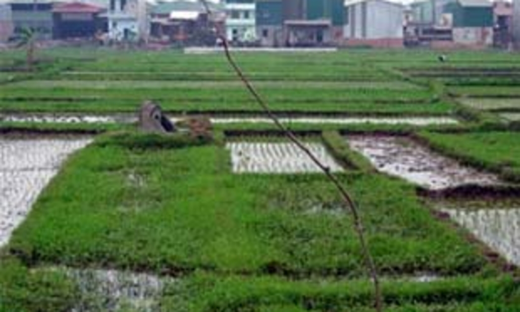 Khát vọng làm giàu của người nông dân không bao giờ thiếu nhưng họ vẫn đang thiếu đất, thiếu vốn.