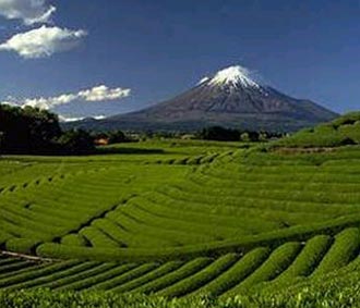 Một cánh đồng Nhật Bản.