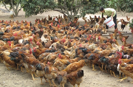 Mục tiêu của kế hoạch là nhằm tạo điều kiện cho người dân Thủ đô được tiếp cận và sử dụng sản phẩm gia cầm sạch, an toàn.<br>