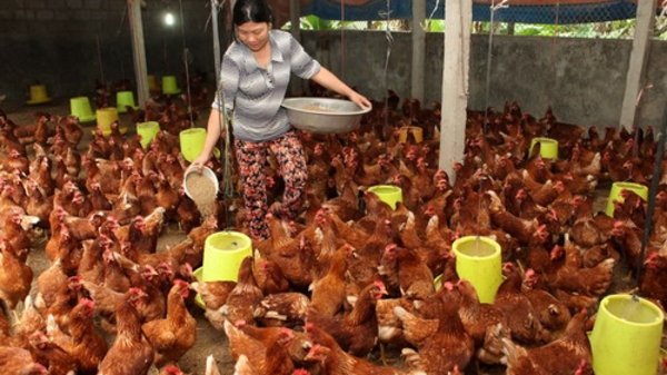 “Gà Việt kiện gà Mỹ” và sự khắc nghiệt của TPP