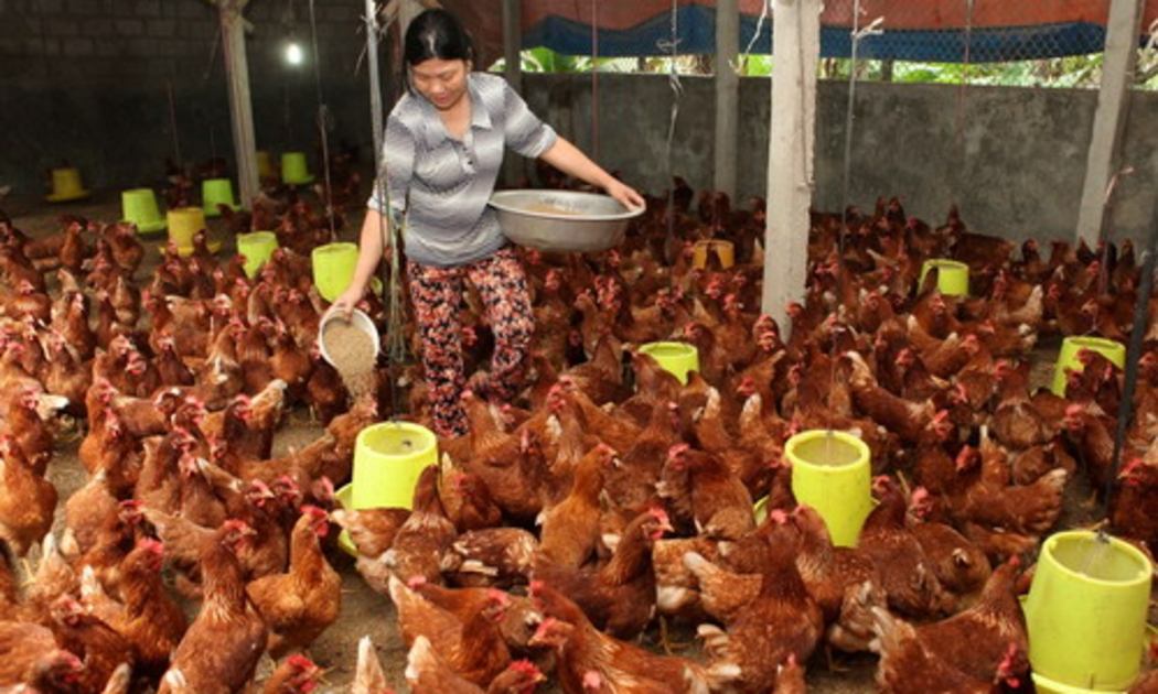 Các công ty và hộ nuôi gà Việt Nam đang có kế hoạch kiện các công ty gà Mỹ “bán phá giá”.