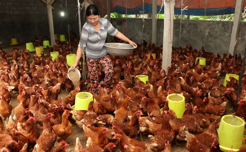 Các công ty và hộ nuôi gà Việt Nam đang có kế hoạch kiện các công ty gà Mỹ “bán phá giá”.