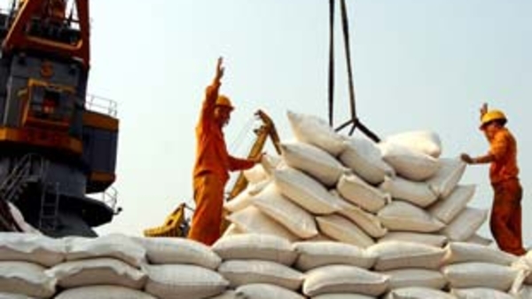 Xuất khẩu gạo gặp khó vì khủng hoảng tài chính