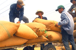 Doanh nghiệp cần phối hợp với tổ chức, cá nhân trong việc mua lúa theo giá đã công bố.