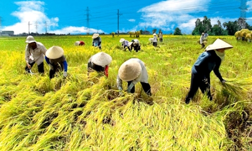 Cục Quản lý giá: Giá nhiều mặt hàng trọng yếu có thể còn tăng