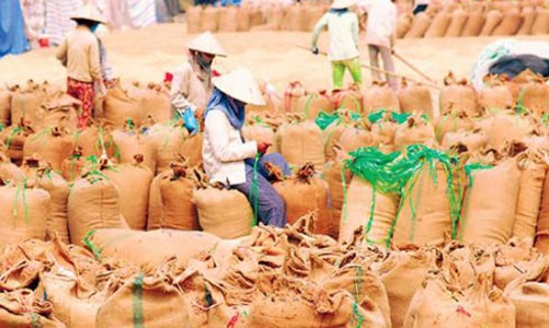 Năm nay, xuất khẩu gạo của Việt Nam “nhất thế giới”?