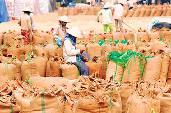 Hiện có rất nhiều yếu tố cùng chi phối tác động đẩy giá gạo lên. 