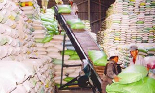Năm nay xuất khẩu gạo có thể vượt kế hoạch