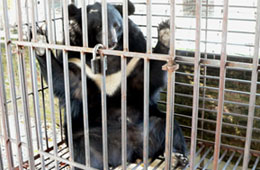 Từ 1/1/2010, hành vi nuôi, nhốt động vật hoang dã sẽ bị phạt nặng.