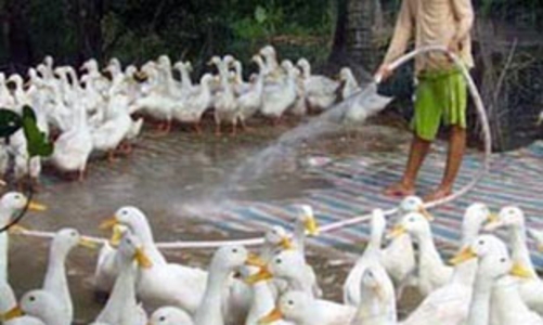 Vi phạm trong lĩnh vực thú y: Phạt tối đa 40 triệu đồng 