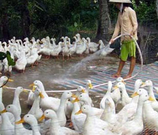 Không thực hiện tiêm phòng vắc xin hoặc các biện pháp phòng bệnh bắt buộc khác cho động vật để phòng các bệnh thuộc danh mục các bệnh phải áp dụng các biện pháp phòng bệnh bắt buộc do Bộ Nông nghiệp và Phát triển nông thôn ban hành sẽ bị phạt từ 100.000- 500.000 đồng.