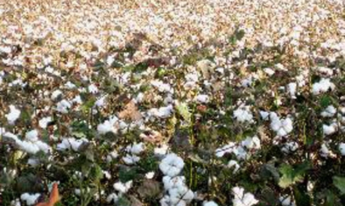 Dệt may “đau đầu” vì giá bông 