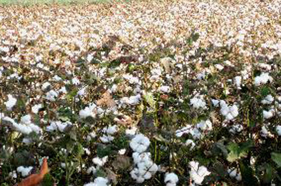 Giá bông biến động thất thường đã gây nhiều khó khăn cho các doanh nghiệp dệt may.