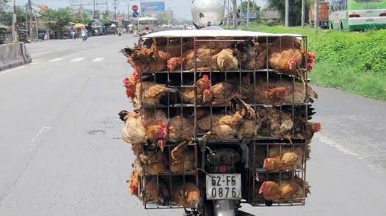 Các đối tượng đã sử dụng nhiều phương thức khác nhau để vận chuyển gia cầm nhằm trốn tránh sự kiểm tra của các lực lượng chức năng. Ảnh minh hoạ