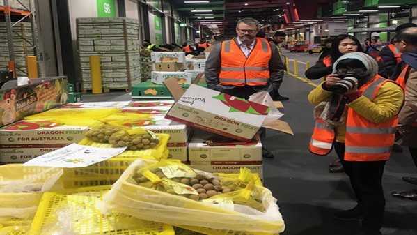 Giải cứu lô nhãn của Thương vụ Việt Nam tại Úc.