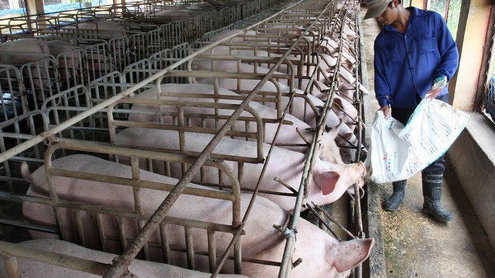 Chăn nuôi trở là ngành phải nhập siêu lớn nhất trong số các nhóm ngành hàng nông sản.