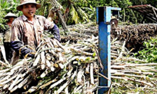 Lại “sốt” giá mía nguyên liệu 