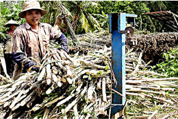 Giá mía tại đồng bằng sông Cửu Long đang cao nhất từ trước đến nay.