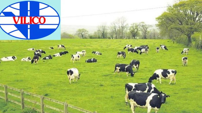 VLC sẽ chuyển hướng sang đầu tư trang trại bò thịt.