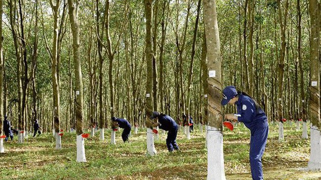 Phó thủ tướng cũng yêu cầu VRG lập Báo cáo chuyên đề tổng kết việc triển khai dự án trồng cao su trên địa bàn các tỉnh Tây Bắc.