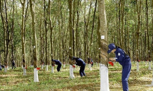 Yêu cầu Tập đoàn Cao su lập đề án tái cơ cấu toàn diện