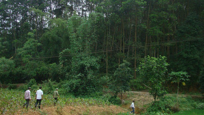 UBND huyện Bắc Quang đã cấp 2 giấy chứng nhận quyền sử dụng đất trái thẩm quyền với tổng diện tích 17,42 ha. (Ảnh minh họa)