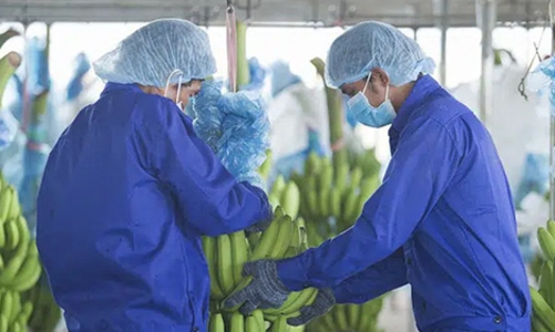 Do dịch và chi phí lãi vay cao, HAGL báo lỗ 1.521 tỷ trong quý 4/2020