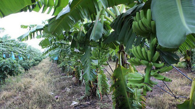 HAGL Agrico sẽ đầu tư thêm 976 tỷ đồng trồng chuối.