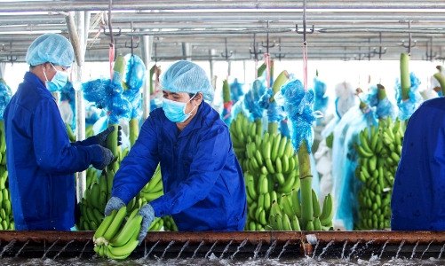 HAGL Agrico: Sẽ phát hành cổ phiếu hoán đổi 5.500 tỷ đồng nợ Thadi và bổ sung vốn