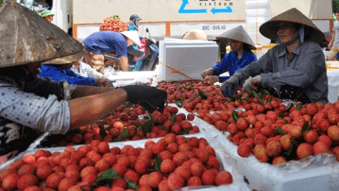 Hàng Việt xuất khẩu phải đối mặt nhiều vụ khởi xướng điều tra