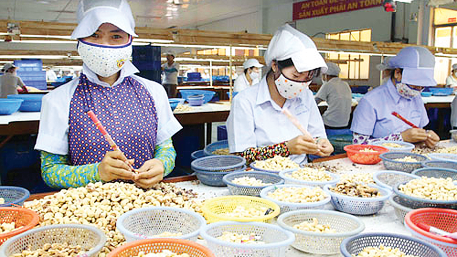 Dự báo năm 2019 sẽ là năm khó khăn đối với ngành điều Việt Nam. Ảnh minh họa