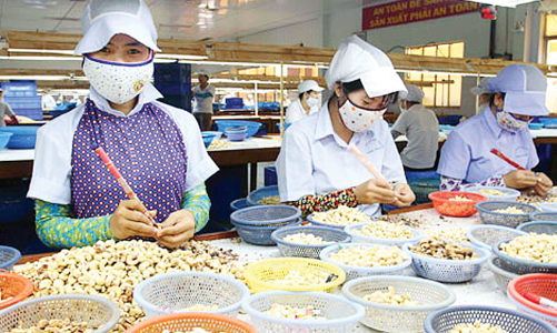 Nỗi lo nhập khẩu hạt điều nguyên liệu: Giá thấp, chất lượng kém