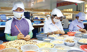 Vì sao xuất khẩu nhân điều liên tục sụt giảm?